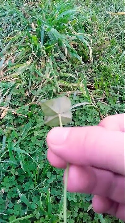 🍀ЧЕТЫРЁХ ЛИСТНЫЙ КЛЕВЕР 🍀НАШЁЛ 💚 - YouTube