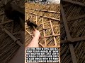 지붕에 짚만 올렸는데 40년을 버틴다고? #worker #process #satisfying #amazing #skills