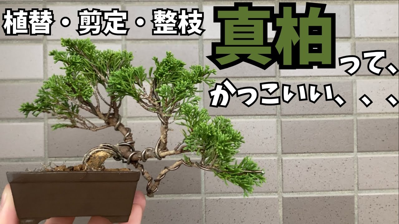 真柏】盆栽園で購入した素材を剪定して化粧鉢に植替え。 - YouTube