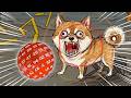 【ワンワンバトル】犬 vs 1d100【ヨシダノ卓】 #1d100