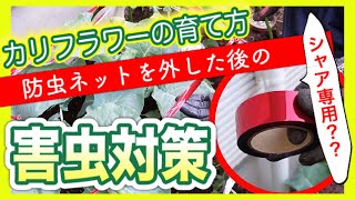 【カリフラワーの育て方】防虫ネットを外した後の害虫対策　～狭い庭で家庭菜園～