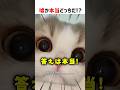嘘か本当どっちだ!? #クイズ #ショート #猫 #コメディ