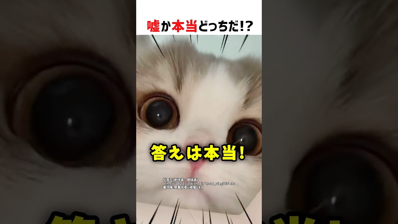 嘘か本当どっちだ!? #クイズ #ショート #猫 #コメディ