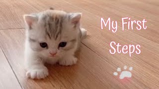 AWW💓 Cute Baby Kitten Learning To Walk | Cat Meowing