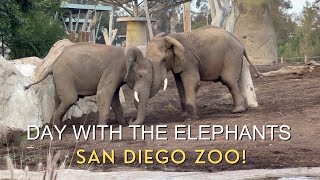 Day with the Elephants at the San Diego Zoo!