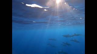 whales and dolphins Maui 2021