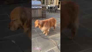 Cute dogs video 758