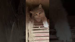 Kitten trapped in Stable Fan
