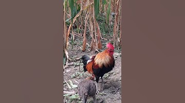 gà rừng mái gọi trống khá OK.poj qaib xeev lau dhias ceev