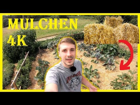 Video: Stroh In Gartenarbeiten