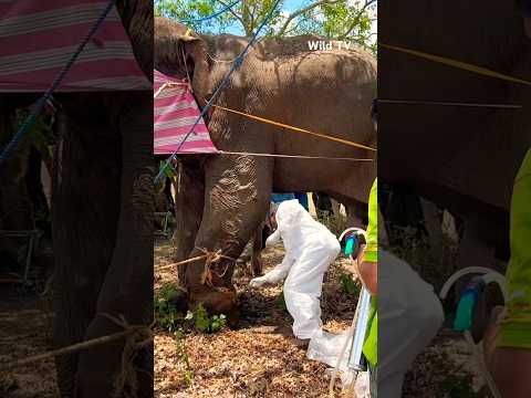 අග්බෝට බෙහෙත් කරන දෙවිවරු🥹🐘 #shortvideo #wild #views #elephant #viral #2023 #asmr #agbo #wildlife
