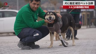 【速報】犬に義足、被災ペット治療 トルコの動物園が奔走