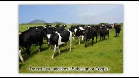 Iodine, Cobalt, Copper and Selenium