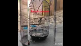 suara asli cucak Rumbai Tungging