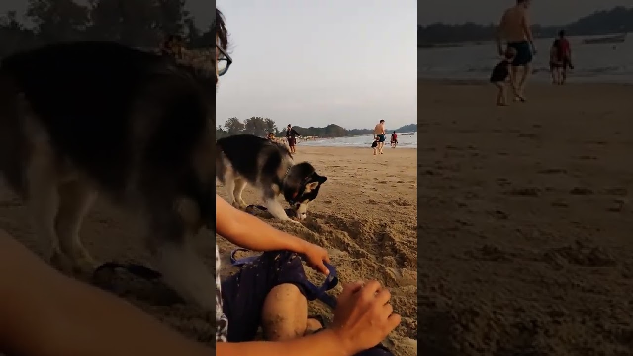 Cute Siberian husky dog in beach 
