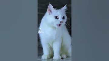 ولي ولي على عنادك 