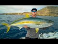 HUGE California Yellowtail! Catch Clean Cook (California Deep Sea Island Fishing)