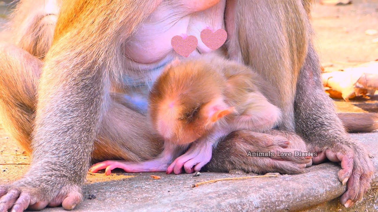 Adorable..! Newnorn baby So cute… sleeping very well in mommy’s arms