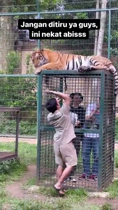 #shorts #tiger  eshan mager guys smpe paphnya masuk kandang,jangan ditiru ya pemirsah Alshad ahmad