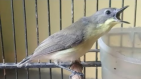 Suara Remetuk Laut Gacor Durasi Panjang - Masteran Pikat Burung SIUR & BURCIL Lain Paling Ampuh