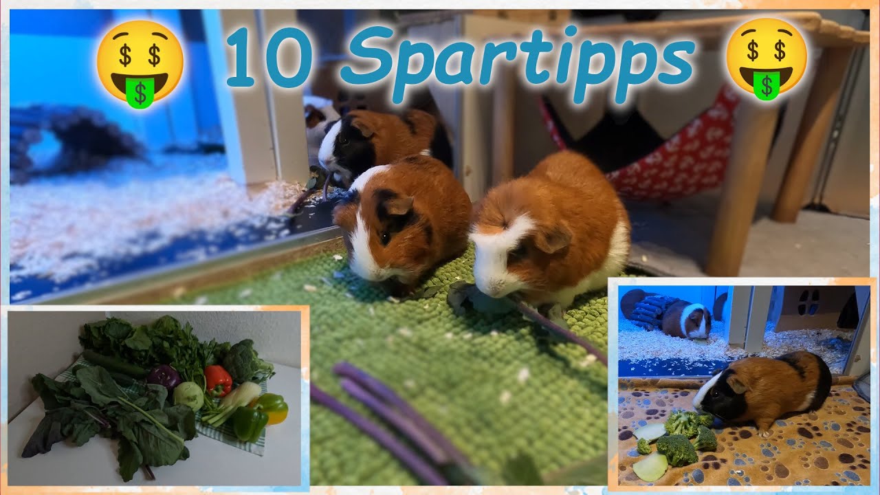 Frischfutter ist zu teuer? Meine 10 Spartipps für euch 🤑