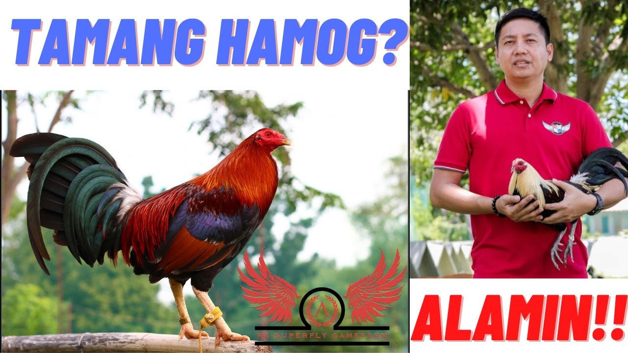 Pointing Tips : Tamang Proseso Ng Pagpapahamog Sa Manok Panabong