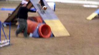 Corgi Agility AKC Standard Q