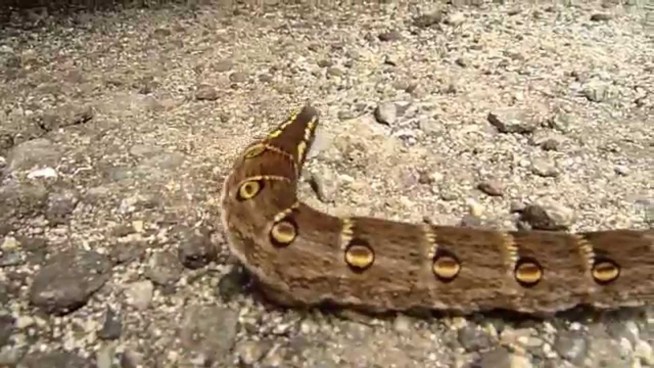 布地を虫に食べられないようにする方法