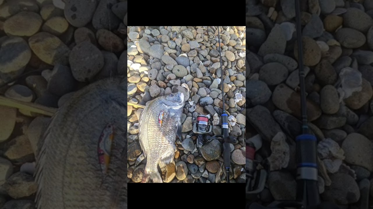 strike ikan patik babon pakai minnow