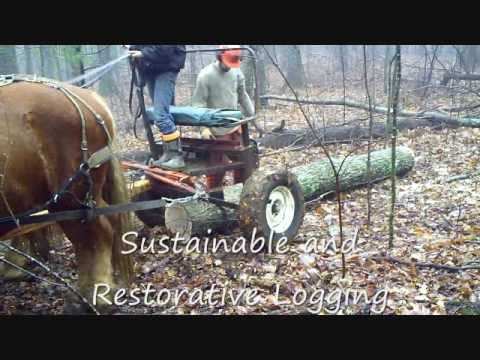 Streamline Timberworks Sustainable Foresty Floyd County Virginia LCF Group