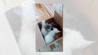 Брошенные котята Серпухов Брошенные котята Серпухов
