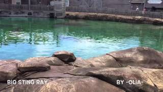Big Sting Ray at Sea World @AuliaRahman82