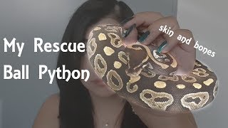 I Rescued 2 Underweight Ball Pythons Profile