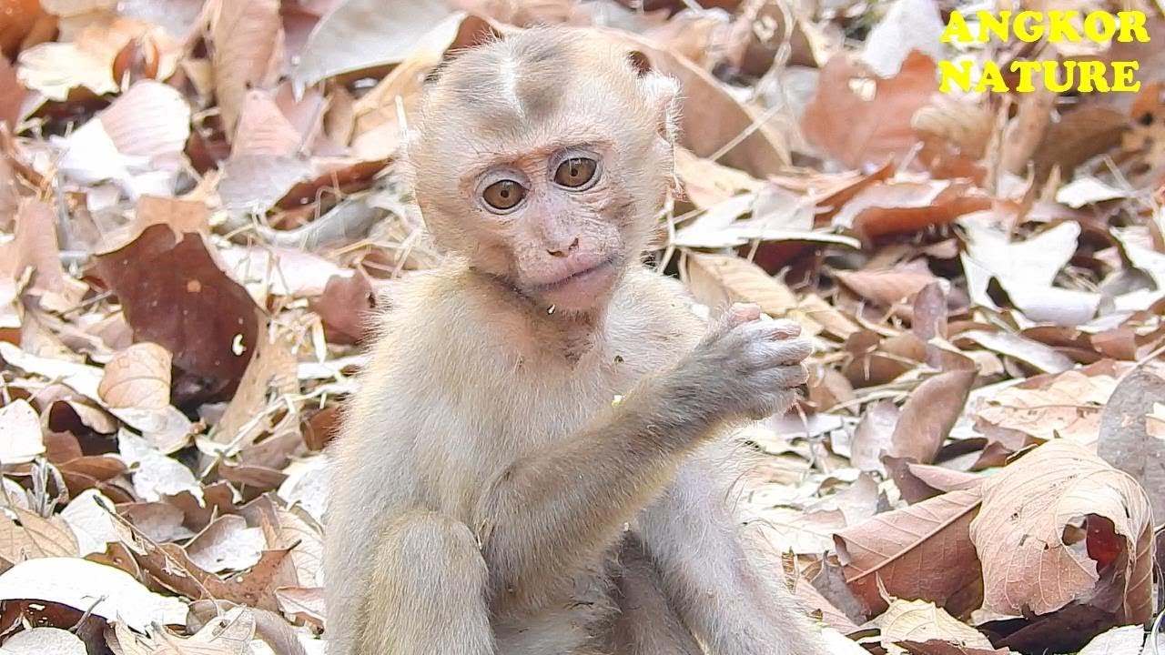 Monkey Axel feel sad coz cannot join in monkey troop | Angkor Nature