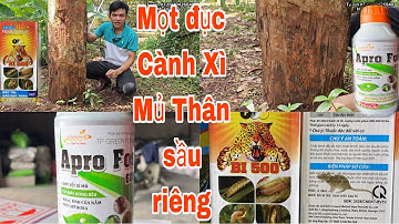 Nứt thân xì mủ do nâm phytophthora và mọt đục thân cành gây hại nguy hiểm trên cây sầu riêng
