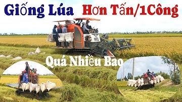Trồng Lúa Nhật Hơn Một Tấn Trên Một Công - Thu hoạch lúa trúng mùa, Bà con rất vui, Vụ lúa 2025