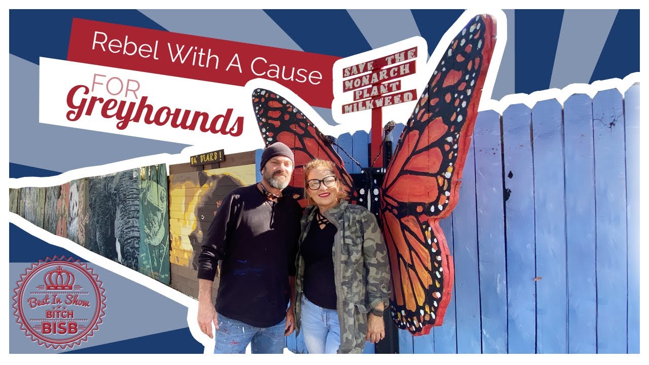 A Rebel With A Cause for Greyhounds and Greyhound Rescue in Florida