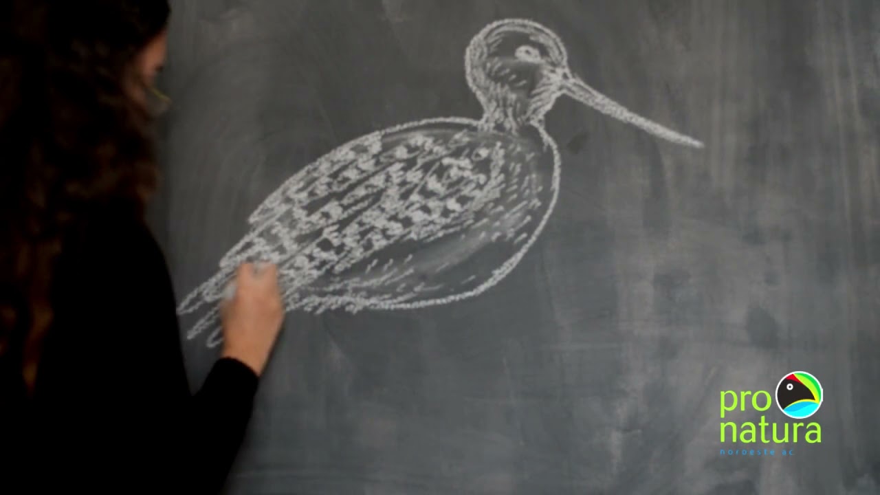 Paso a paso dibujando al Picopando canelo