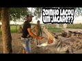 Zoinho Laçou um jacaré De mais de 2 metros