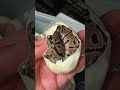Baby Ball Python Available On My Morph Market!