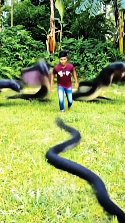 #nagin7 #snake #naagmani #vairalshorts #trendingshorts #foryou #funny #xxccxxx#xxxxxxx