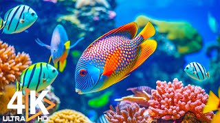 Aquarium 4K VIDEO (ULTRA HD) 🐠 Beautiful Coral Reef Fish - Peaceful Music & Colorful Marine Life #11