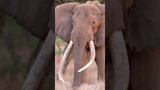 Los colmillos de los Elefantes.    #shorts #viral #video #animales #youtube #fyp #fypシ #fy
