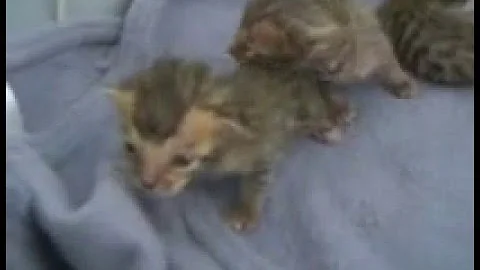 Video 682031: bengal kitten growing