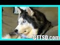 WE DNA TESTED OUR PETS! DOG DNA TEST | OAKLEY Siberian Husky or Malamute