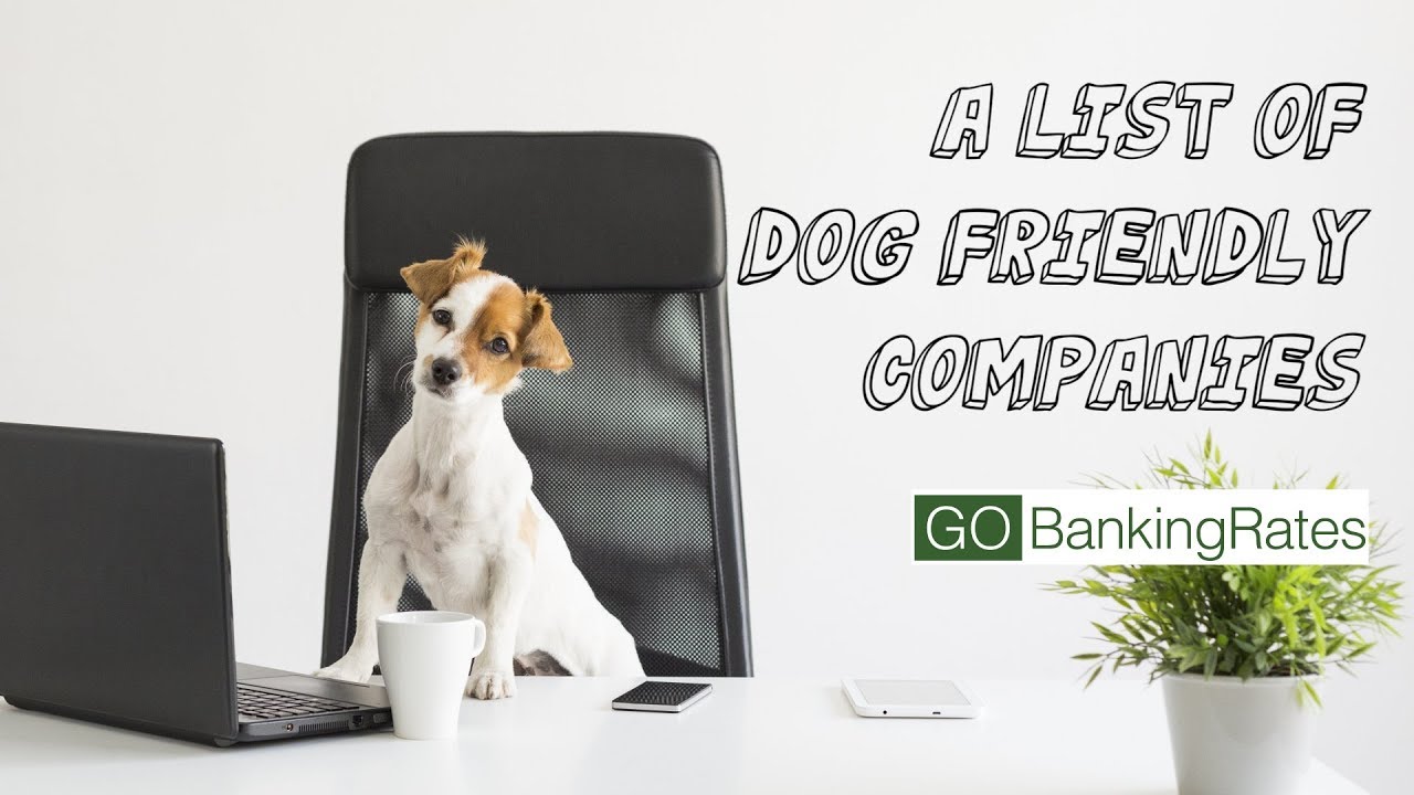 Places Where You Can Bring Your Dog To Work YouTube Places Where You Can Bring Your Dog To Work YouTube