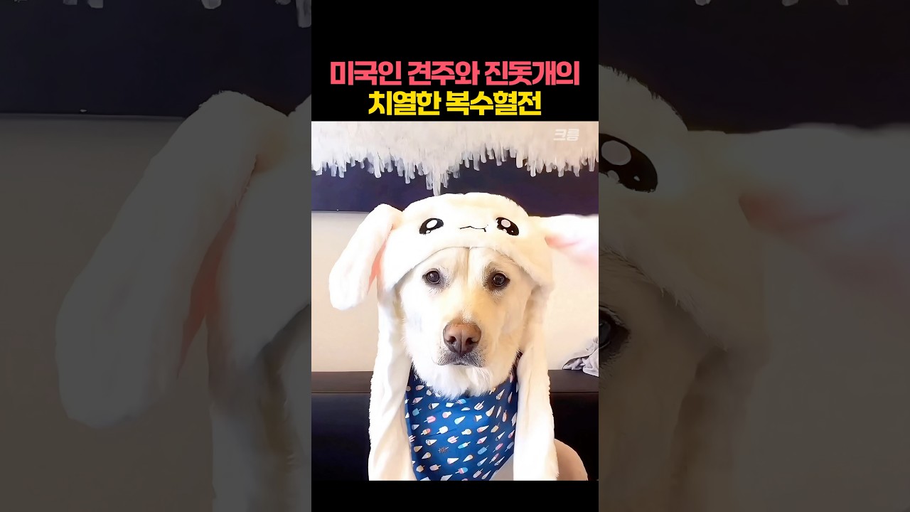 진돗개가 장난기 많은 미국인 견주에게 복수한 방법