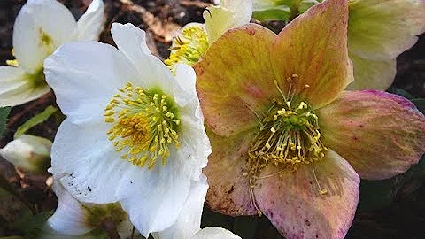 A rose name Helleborus  - Christmas Rose