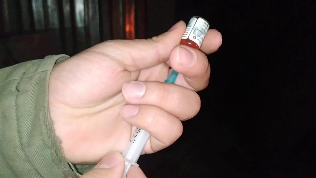 Kopege Asi Nasil Yapilir Youtube