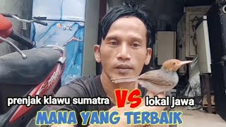 Perbedaan Prenjak Klawu Sumatra Dan Prenjak Klawu Lokal Jawa